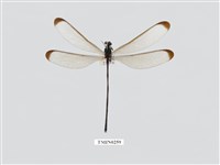 藏品(中華珈蟌南台亞種)的圖片